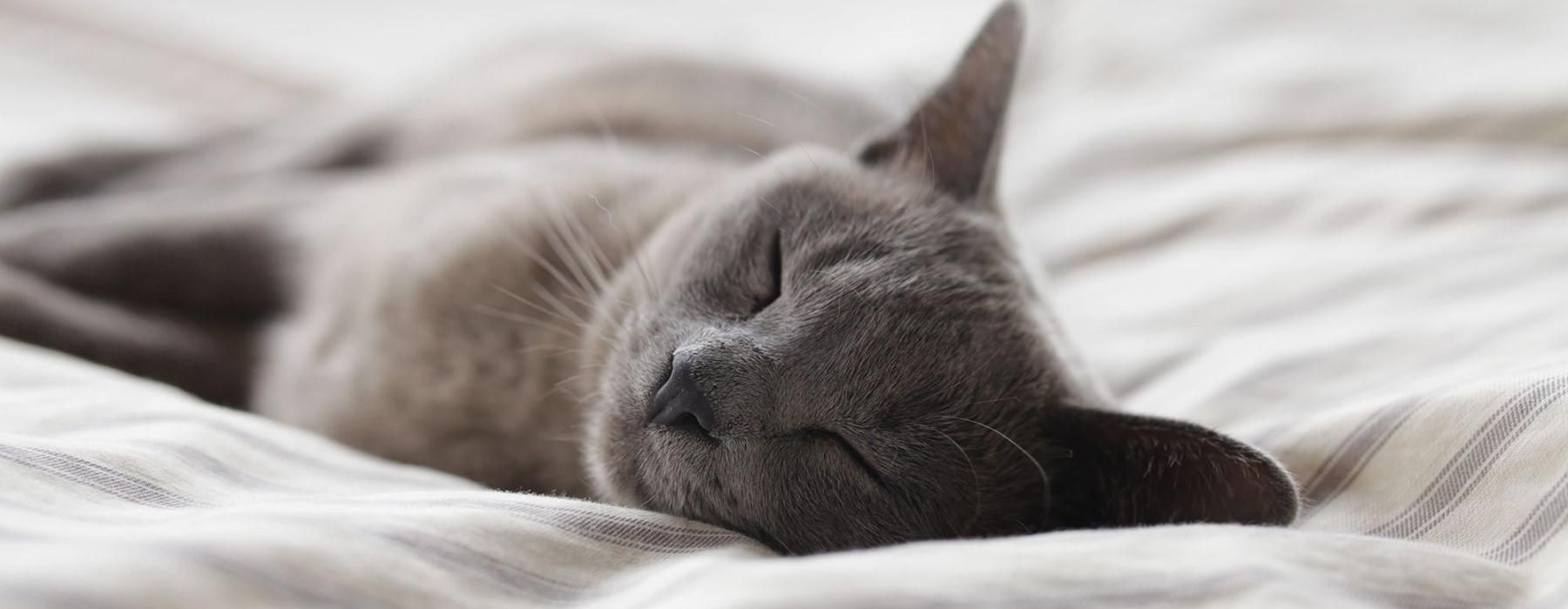 a cat sleeping on a bed